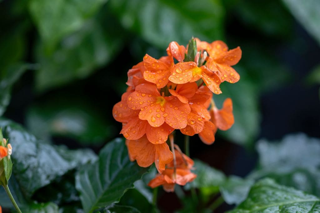 Crossandra