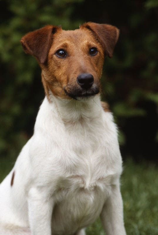 fox terrier 5a