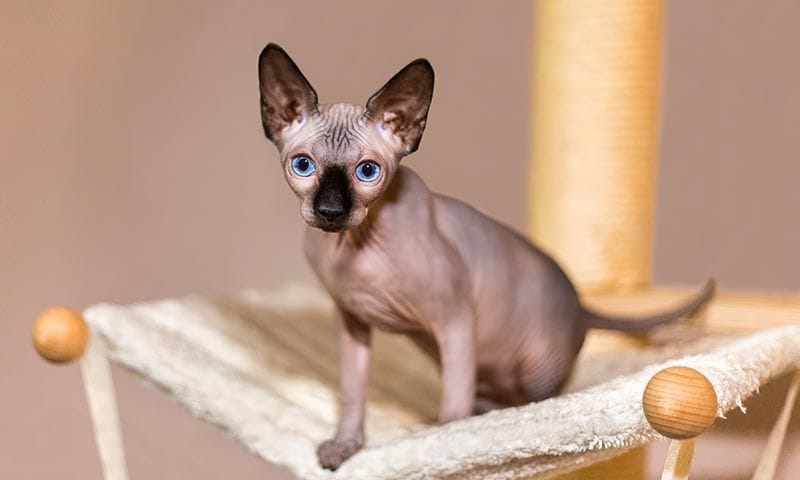 sphynx