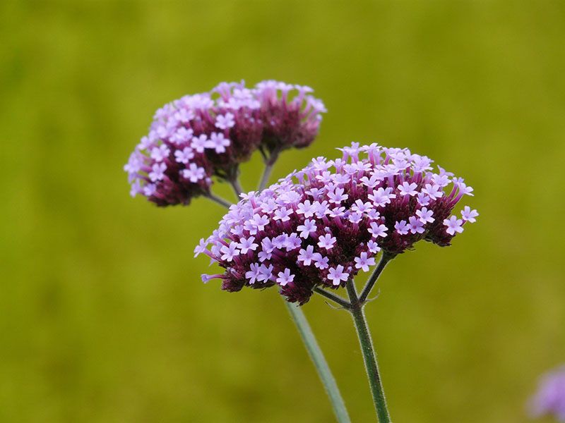 verbena bonariensis 6