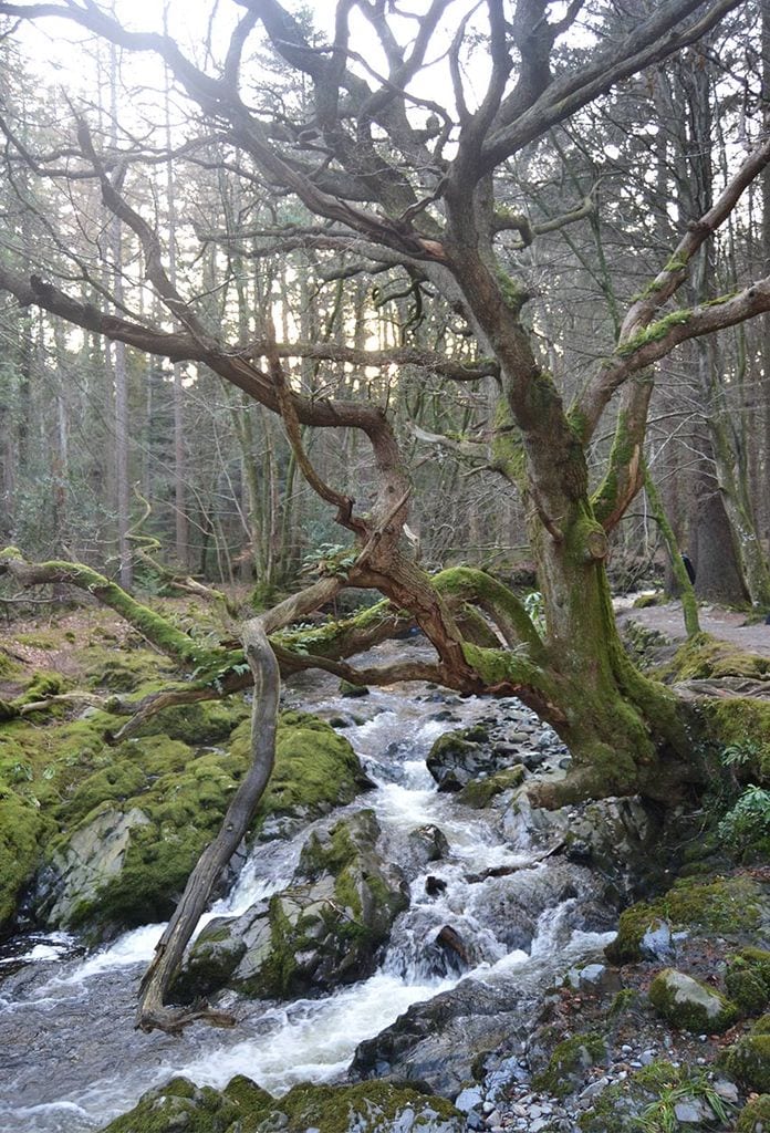 tollymore forest park 3a