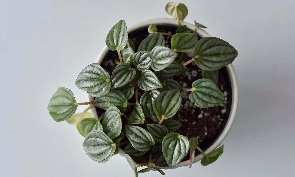 Peperomia