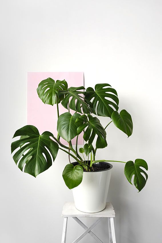 cuidados monstera 2