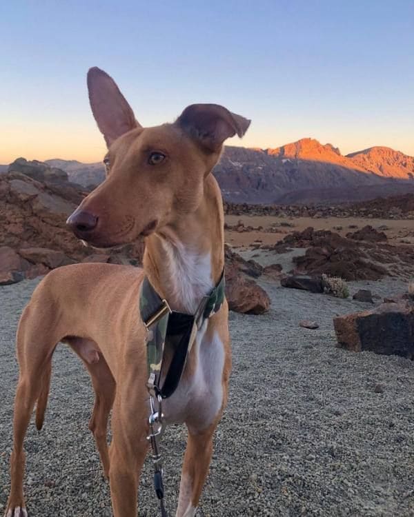 podenco1