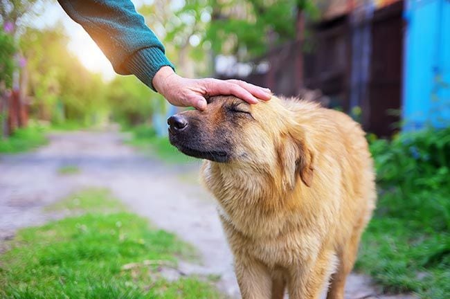 Antes de acariciar a un perro hay cosas que debes saber