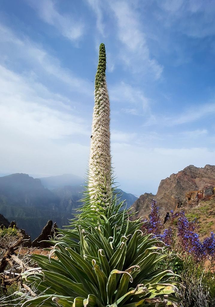 Tajinaste albino en la isla de La Palma