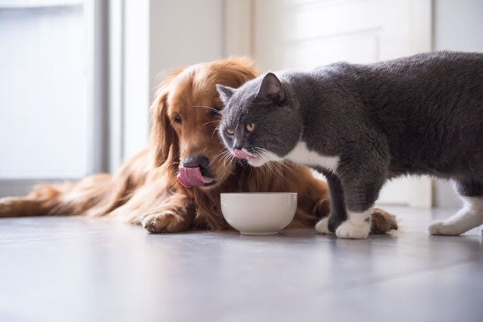 mascotas comiendo