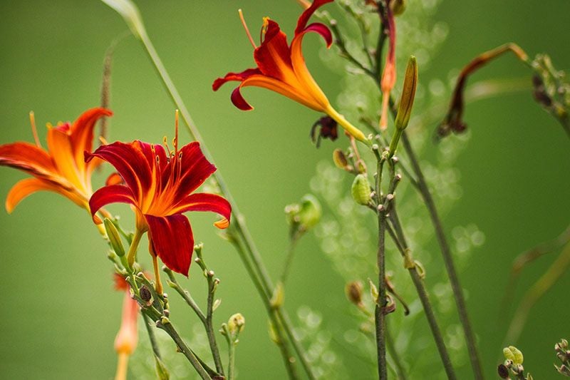 cultivar hemerocallis 6