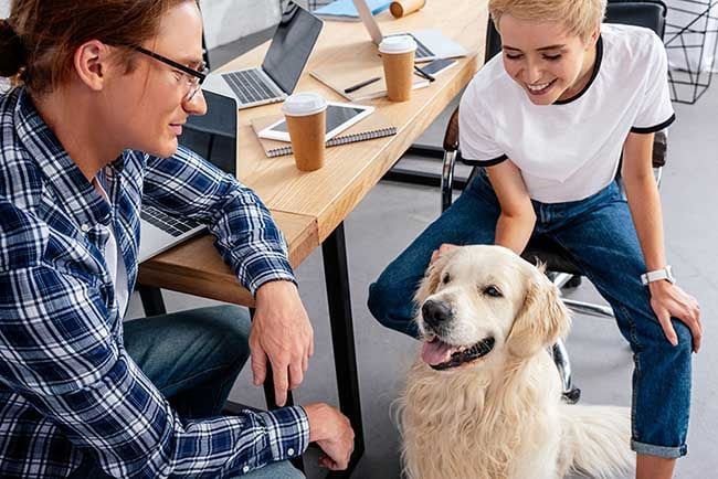 ¿Llevarías tu perro al trabajo? Estos son los pasos a seguir