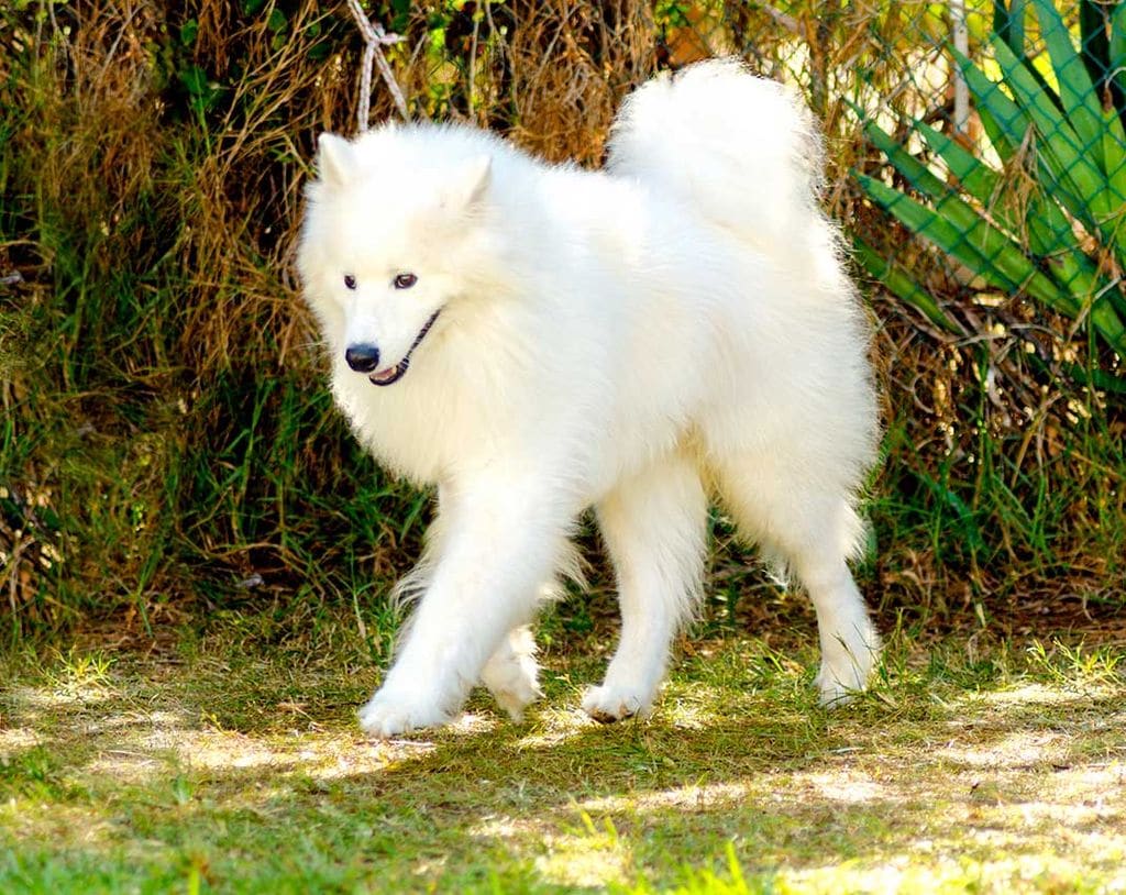 samoyedo