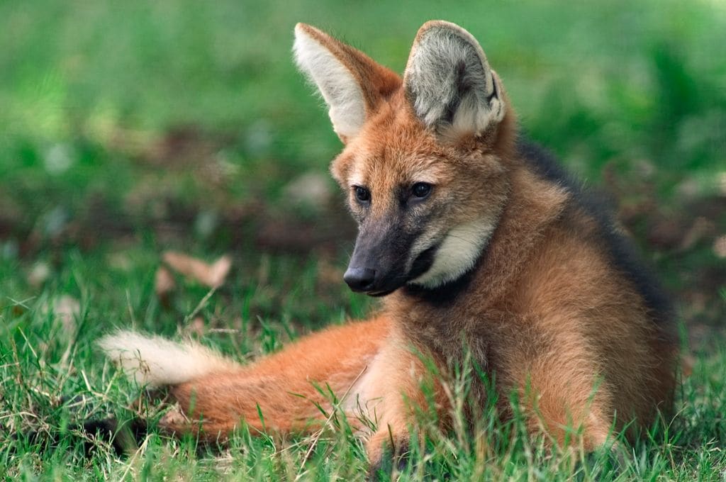 El lobo de crin habita en esta región de Brasil