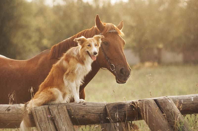 perro caballo