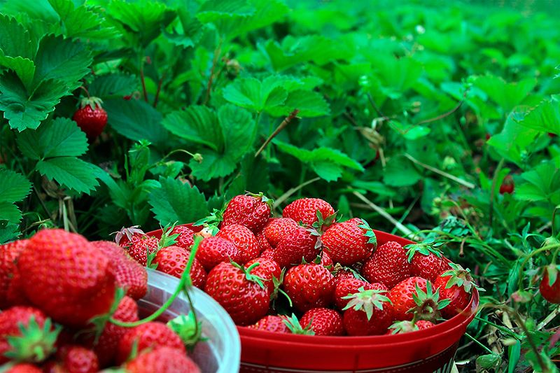 como cultivar fresas 02a