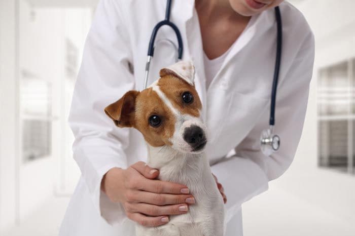 perro en el veterinario