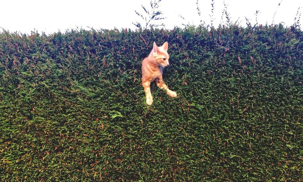 jack the cat stuck in the hedge de freya sharpe reino unido 