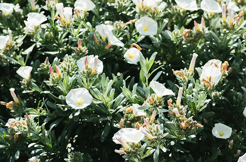 campanilla plateada o convolvulus cneorum 05a