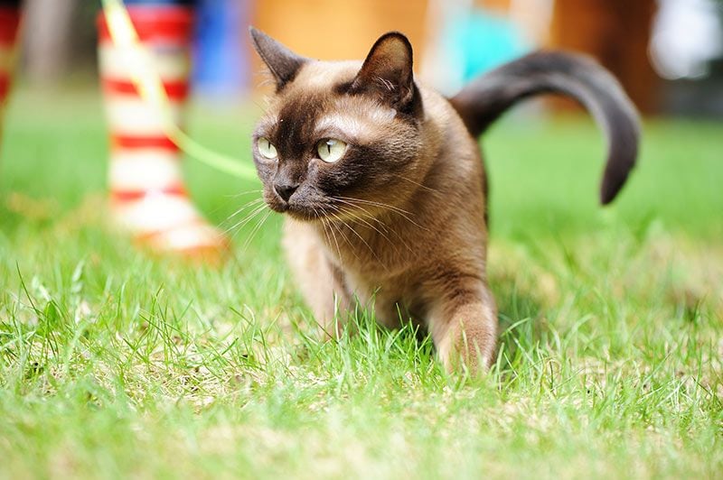 07 que raza de gato es mejor para vivir con ninos