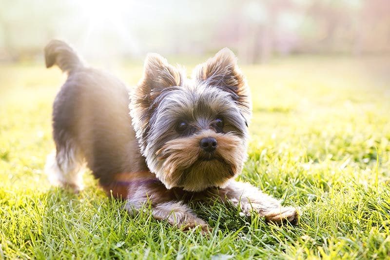 Yorkshire Terrier AdobeStock_109448880