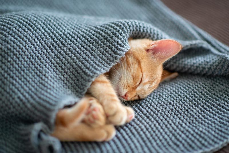 07 consejos dormir mejor gatos