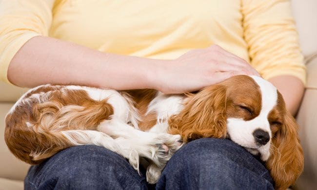 Perro durmiendo