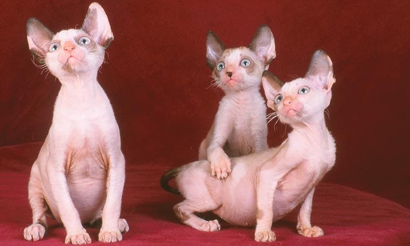 razas de gato exoticas