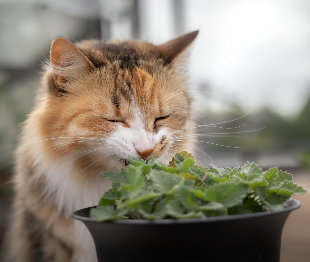 Gato oliendo una planta hierba gatera ('Nepeta cataria') en el patio