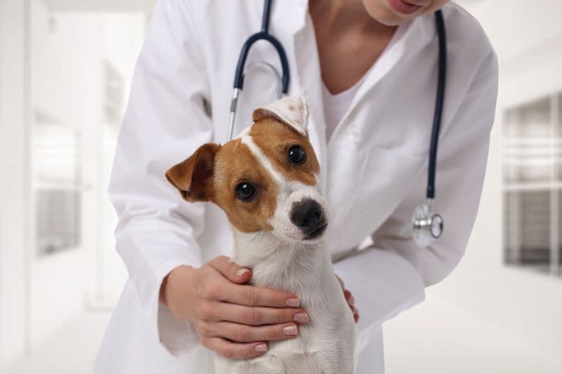 veterinario