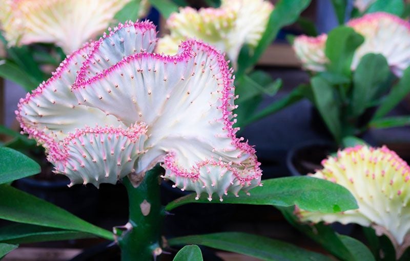 cultivar euphorbia lactea 6