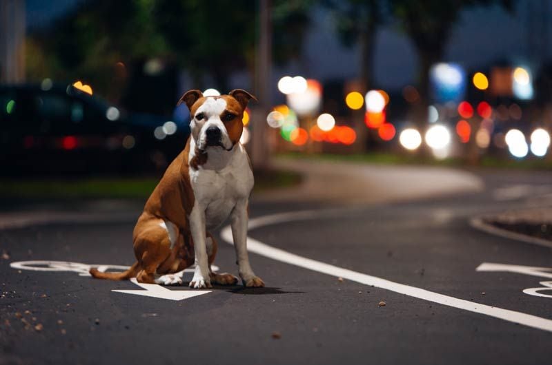 perro boxer noche