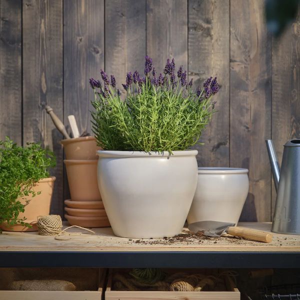 Planta de lavanda de IKEA