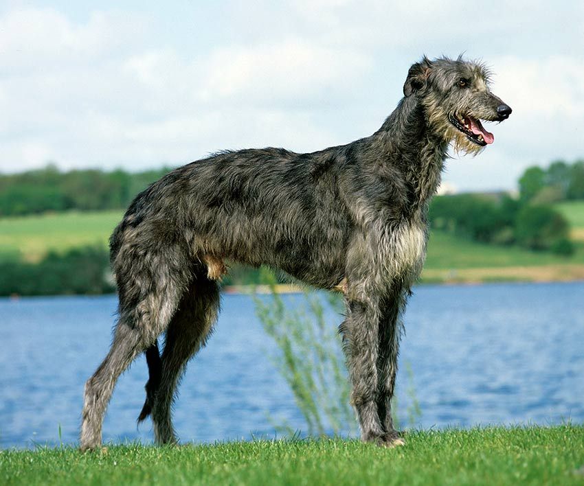 04 raza galgos tipos distintos