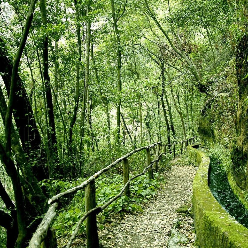 parque natural de las nieves y bosque de los tilos la palma 