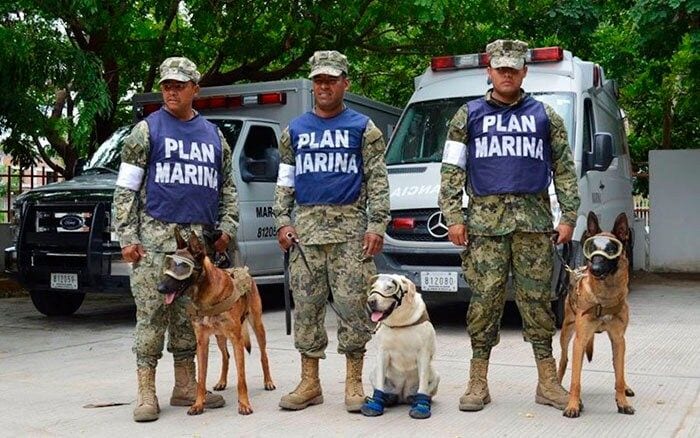 perritos-rescatistas-mexico