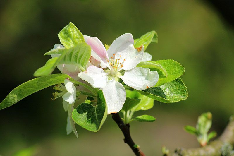 arboles frutales enanos 3