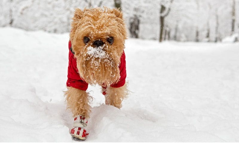 perro botas nieve