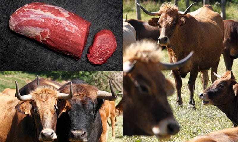 carne ecologica directa a casa venta online raza nostra