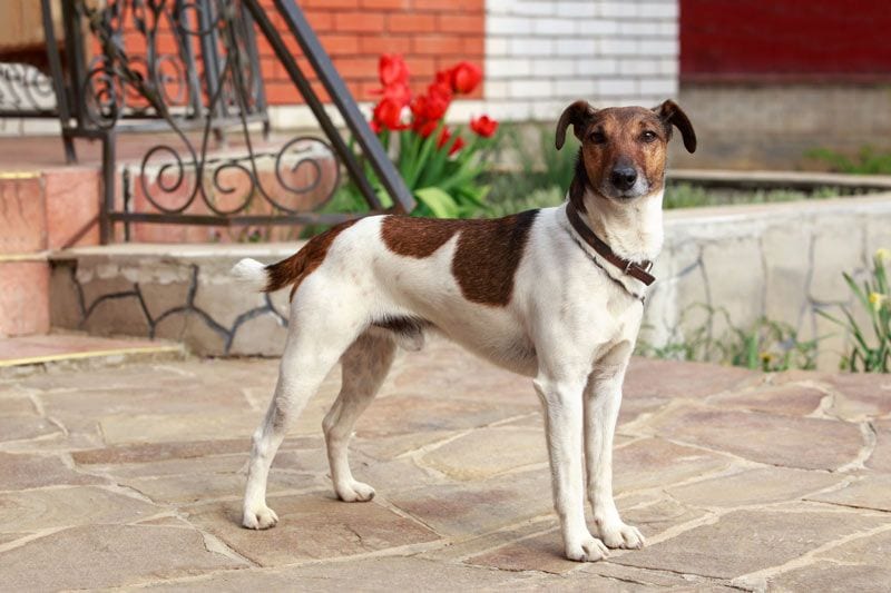 fox terrier 2a