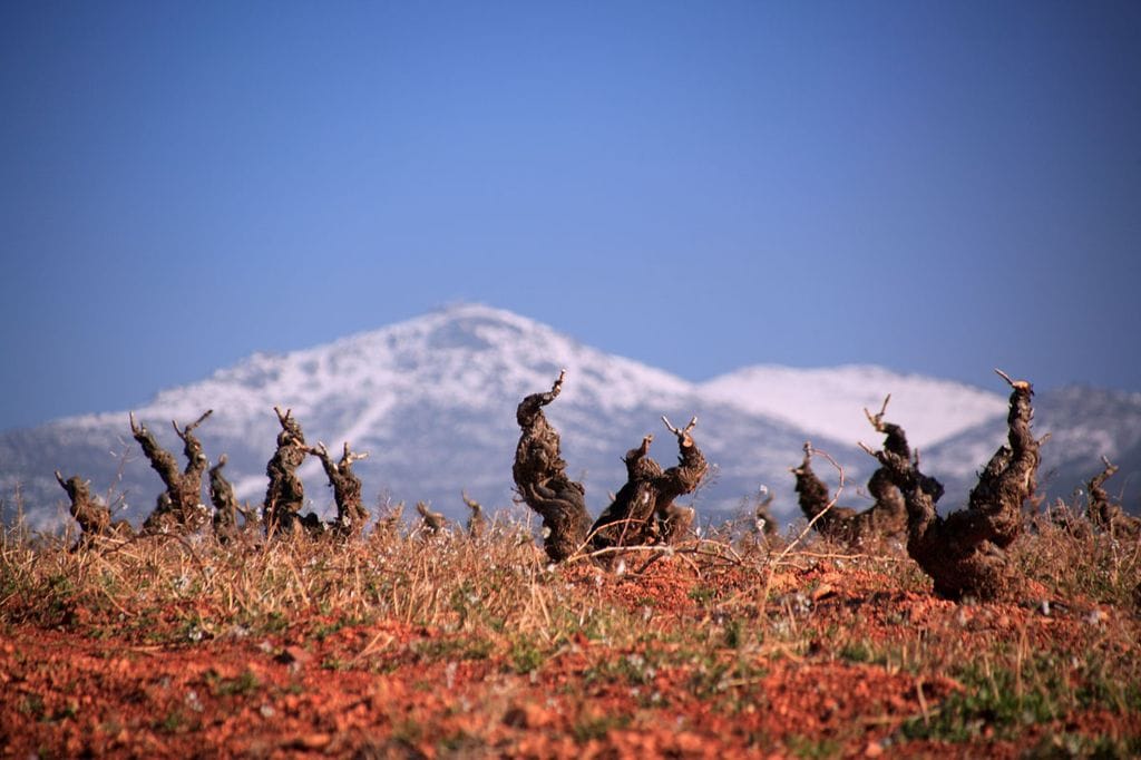 Viñedo viejo con el Moncayo nevado de fondo