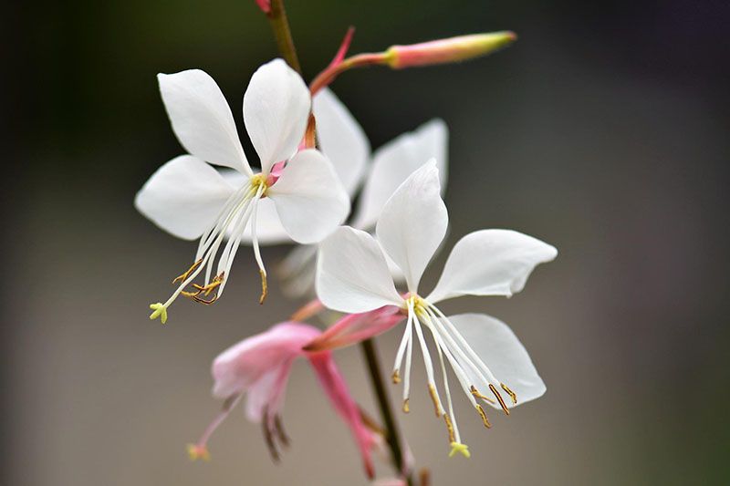 cuidados gaura 6