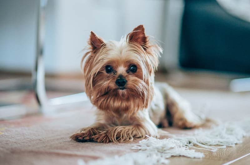 yorki mirando