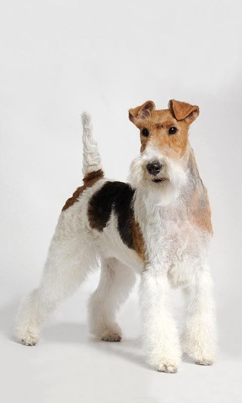 foxterrier pelo largo