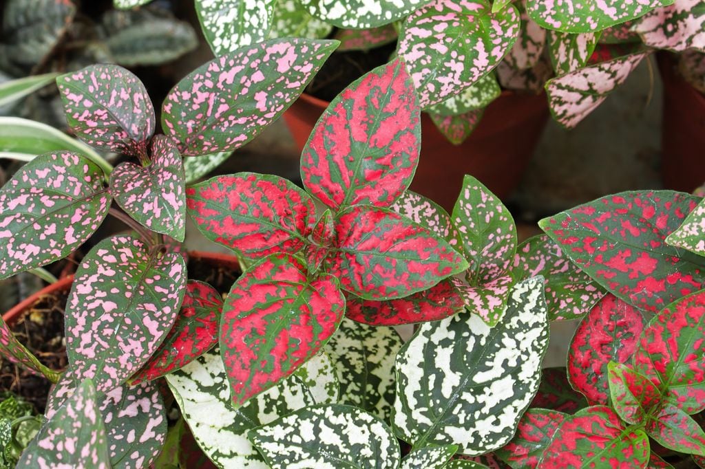 Hypoestes planta de interior