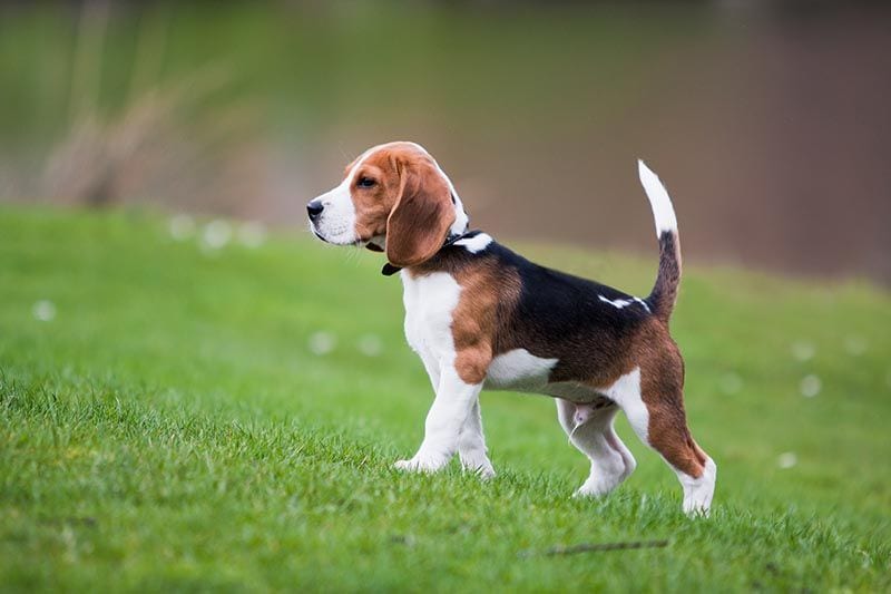 beagle