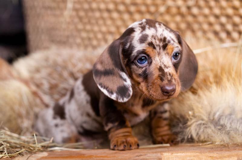 teckel arlequin cachorro3