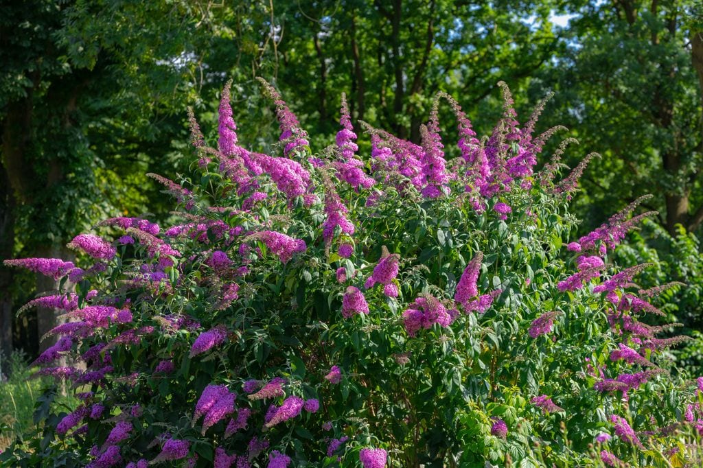 Buddleia davidii 