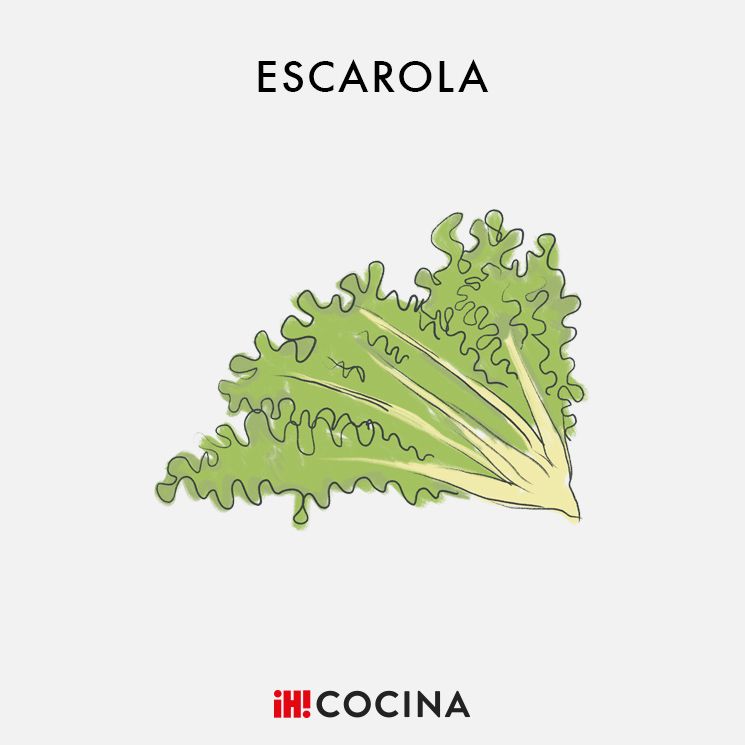 Escarola