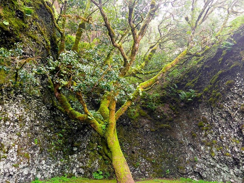 arbol garoe el hierro