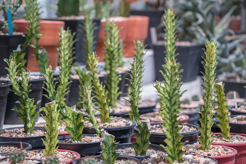 cultivar euphorbia lactea 7