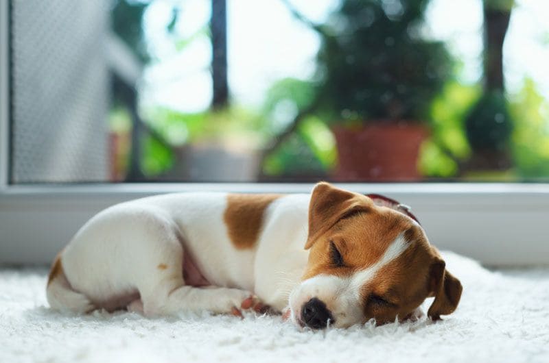 cachorro durmiendo