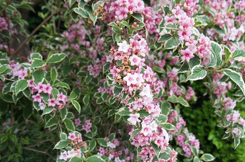 cuidados weigela 11a